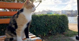 猫好きさん必見！別名「猫島」と呼ばれるマルタ共和国のネコスポット4